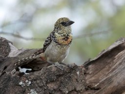 Western_Corridor2009-120